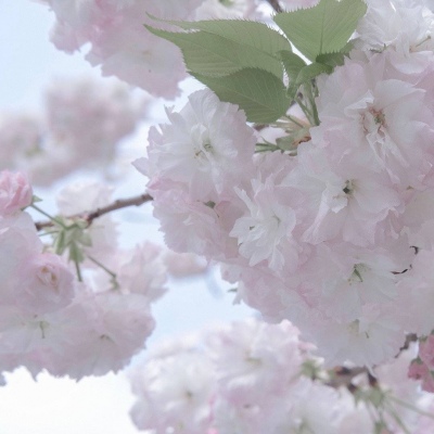 Furry数位板绘画入门技巧福瑞群